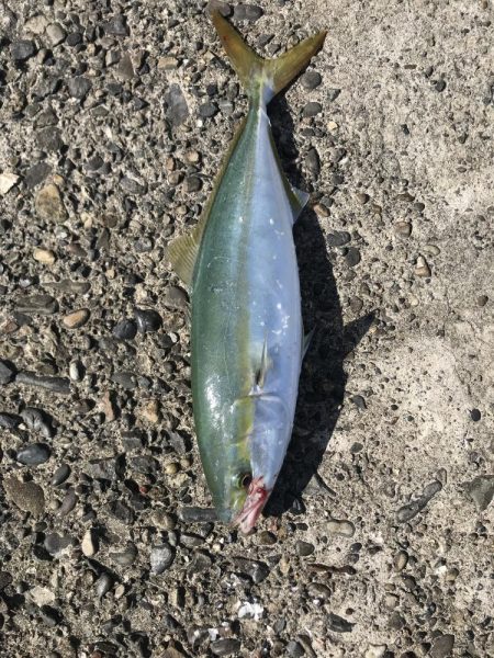 ひらすらハマチ