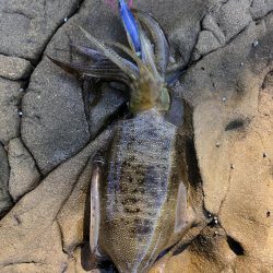 エギ!ショア!フカセ!