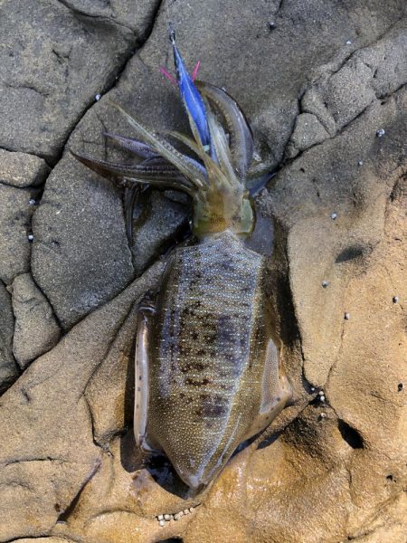 エギ！ショア！フカセ！