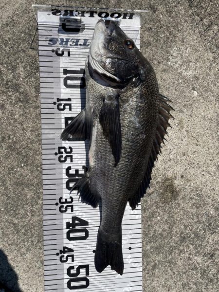 イチノ兄弟、釣果!