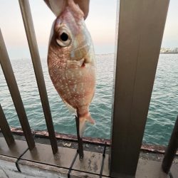 ノーハイシーズン