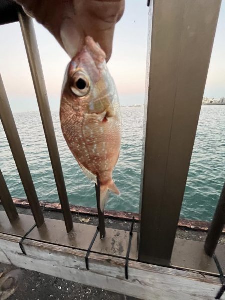 ノーハイシーズン