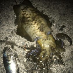 ヤエンでアオリイカGET