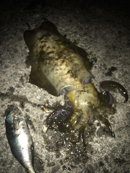 ヤエンでアオリイカGET