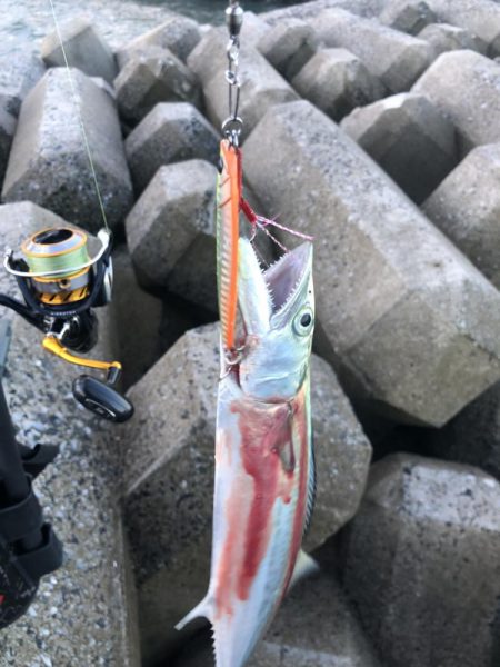 サゴシたまにサワラ！