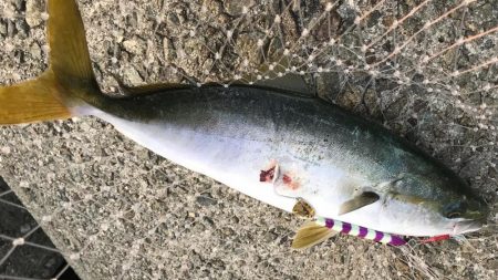 型は小さいが好調