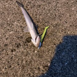 3バイト1キャッチ