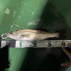 防波堤につけてる船から光によったスズキ狙い