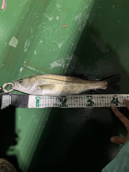 防波堤につけてる船から光によったスズキ狙い…