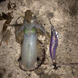 ナイトエギング