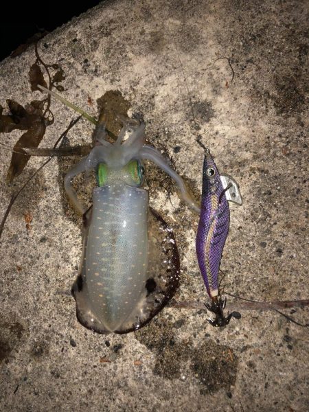 ナイトエギング