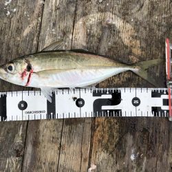 今年初の筏釣り