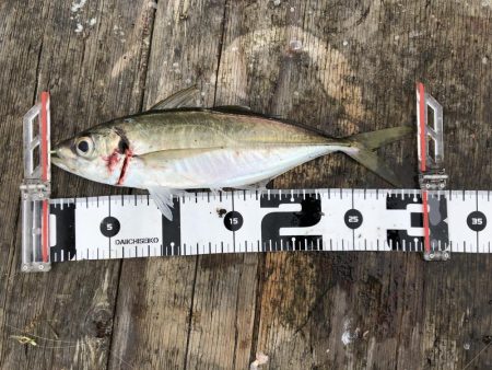 今年初の筏釣り