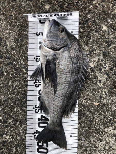 イチノ兄弟、釣果！