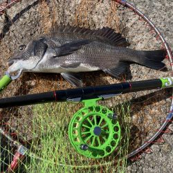 2枚のみだったが楽しめた