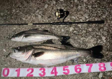 今季4本目ランカーシーバス