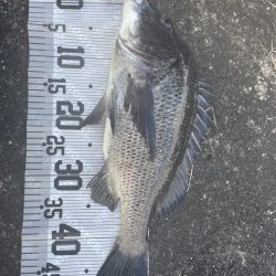 イチノ今日(兄)釣果!