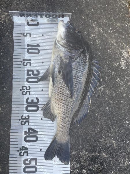 イチノ今日(兄)釣果!