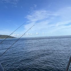 ごきげんイカが？