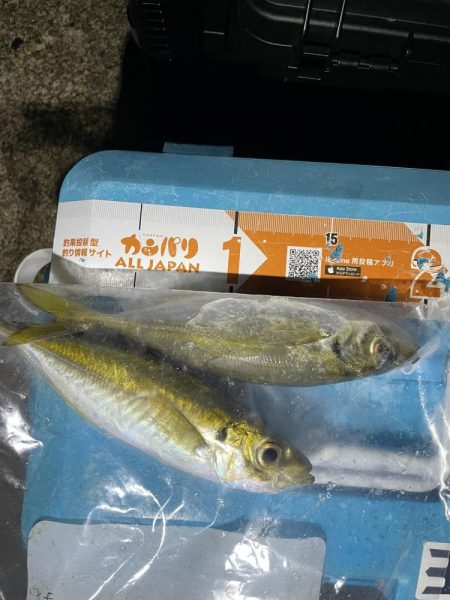 久しぶりのアジング