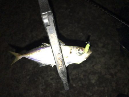 豆アジング　スタート