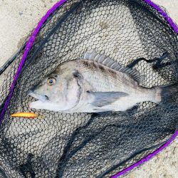 なんか釣りたい