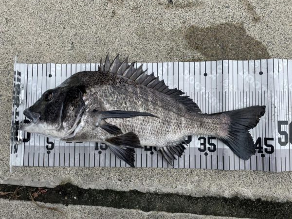 イチノ兄弟、釣果！