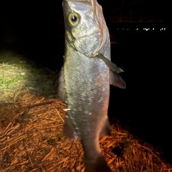 夜　ヒラセイゴ