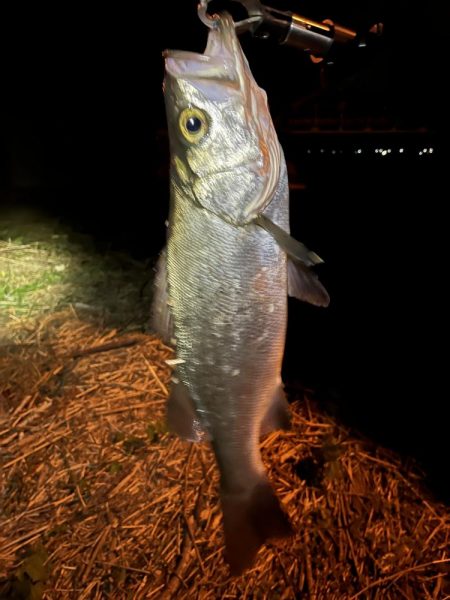 夜　ヒラセイゴ