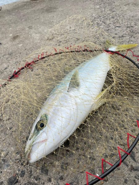 朝からメジロ連発でした。