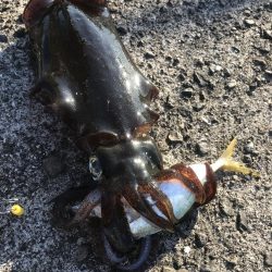 ヤエンでアオリイカ3杯GET