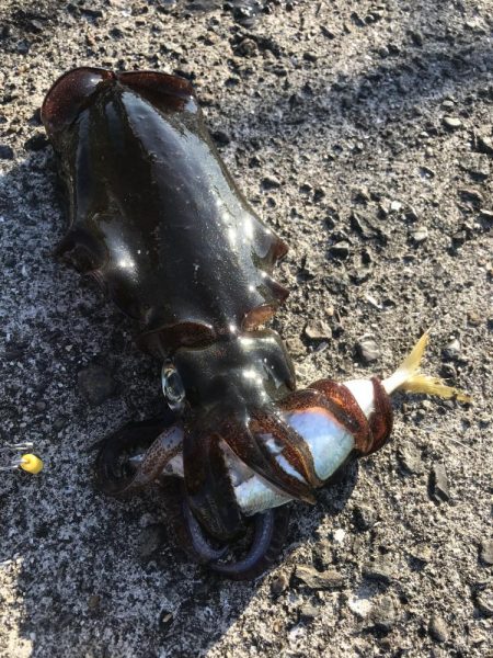 ヤエンでアオリイカ3杯GET