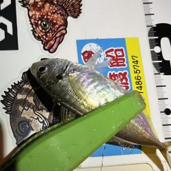 小雨豆アジ ング