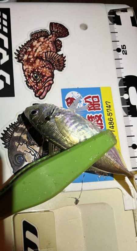 小雨豆アジ ング