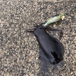 サイトエギング