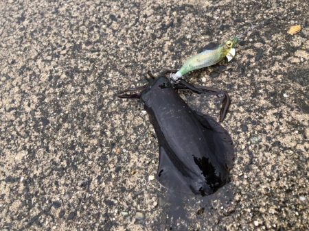 サイトエギング