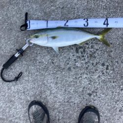 久しぶりにハマチが釣れた！