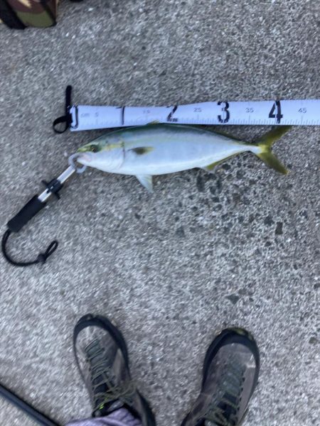 久しぶりにハマチが釣れた！