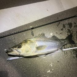 やっとやっとのスズキサイズ