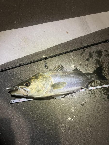 やっとやっとのスズキサイズ