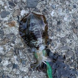 今年３回エギング釣行