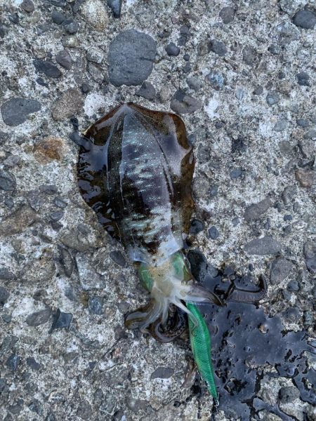 今年３回エギング釣行