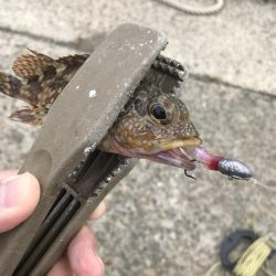 デイゲームでガシラ釣り