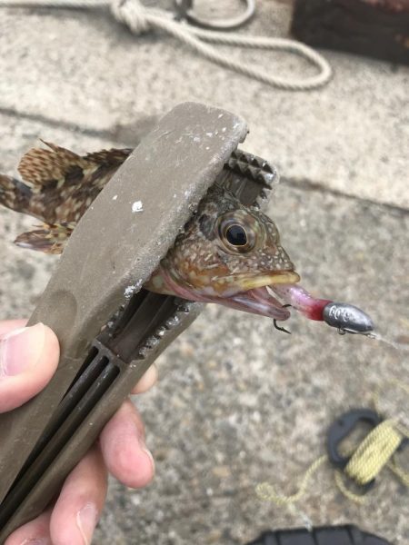 デイゲームでガシラ釣り