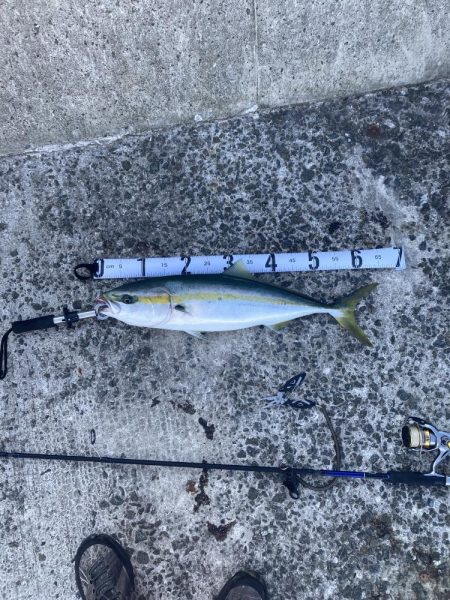 もう少しでブリ