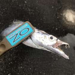 朝マズメに太刀魚GET