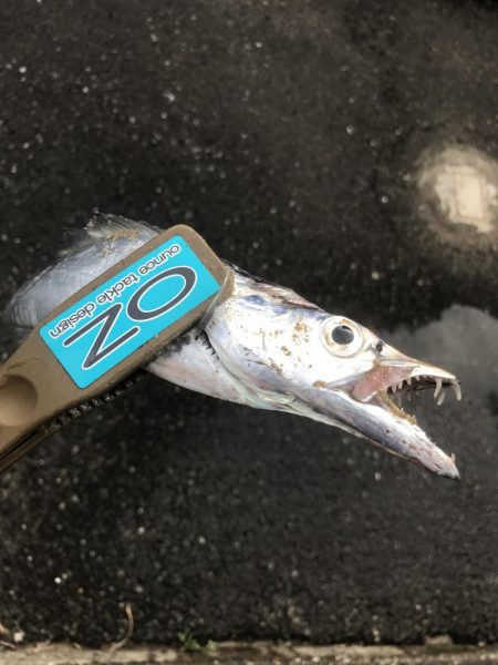 朝マズメに太刀魚GET