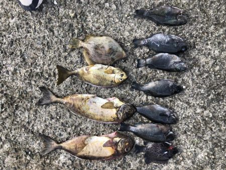 先週に引き続き釣行