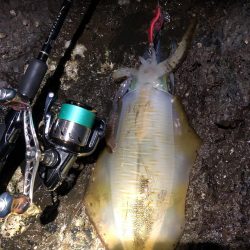 こんな磯に誰も来ないよポイントエギング