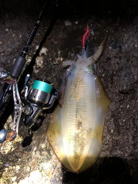 こんな磯に誰も来ないよポイントエギング